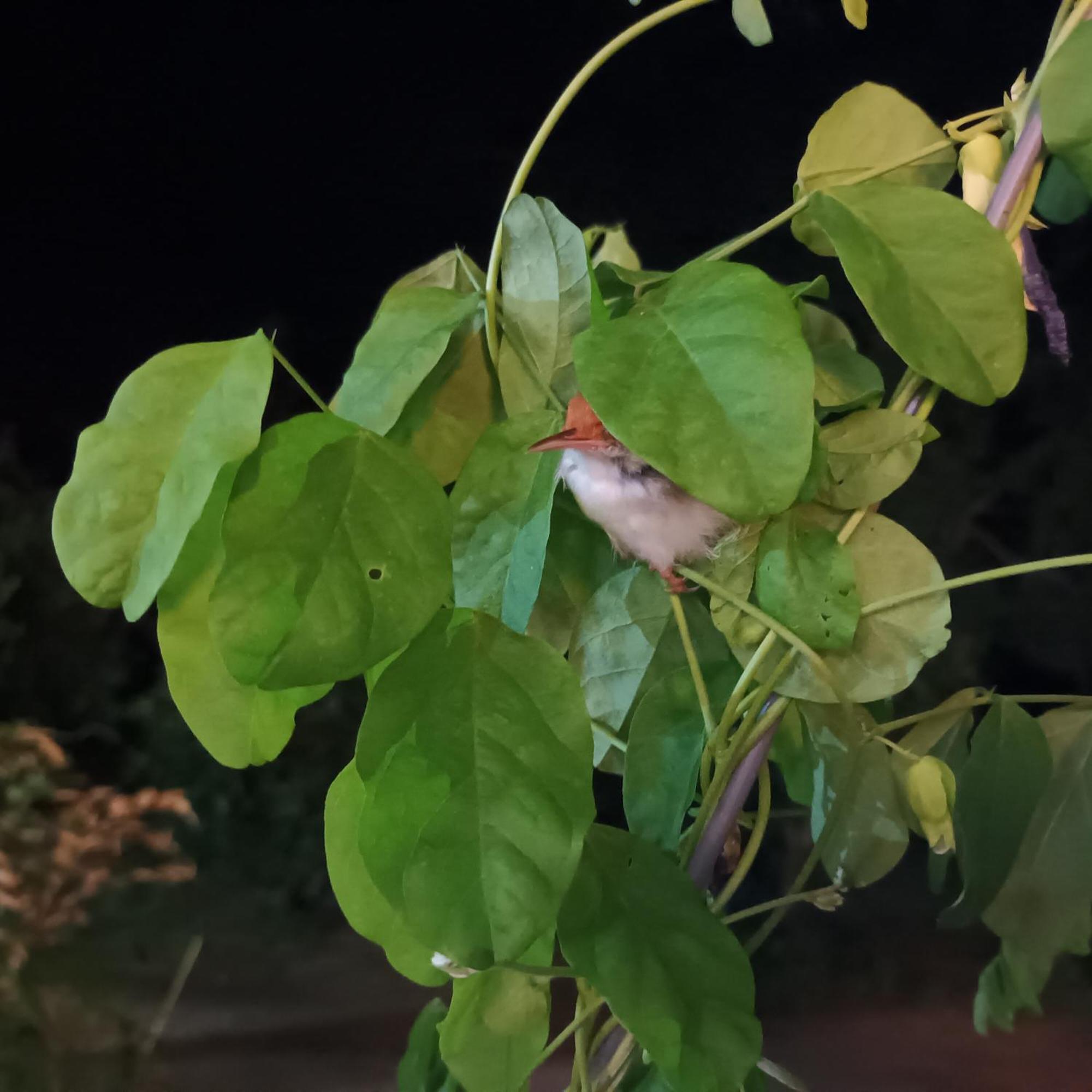 Sigiri Arana Sigiriya Otel Dış mekan fotoğraf